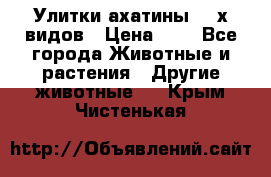 Улитки ахатины  2-х видов › Цена ­ 0 - Все города Животные и растения » Другие животные   . Крым,Чистенькая